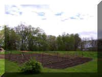 Vege Garden.jpg (53055 bytes)